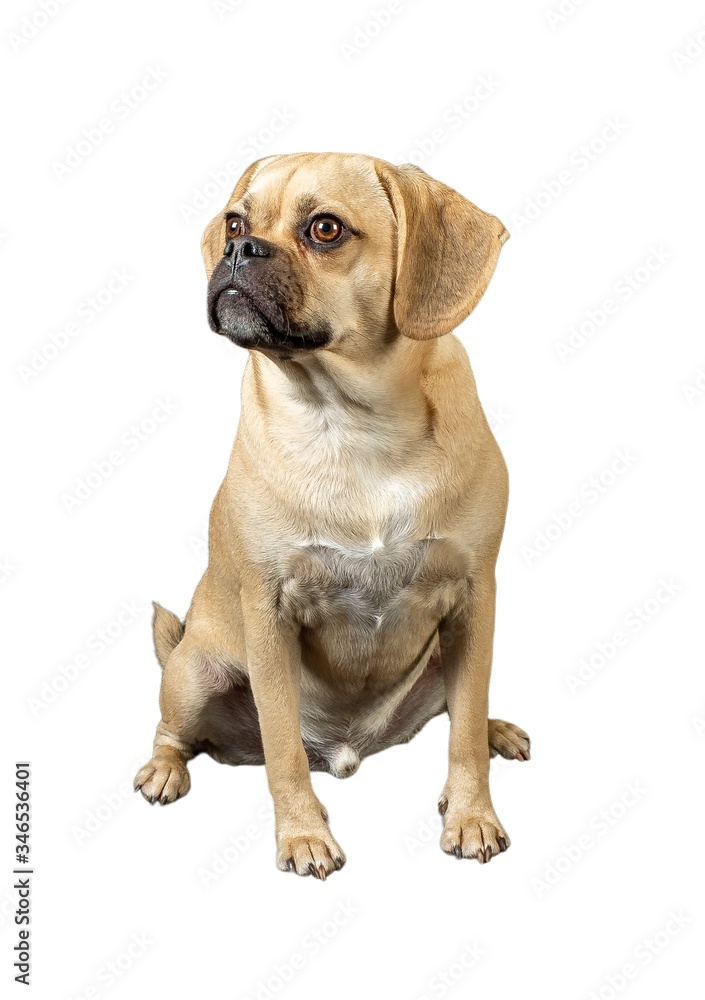 Cutout  of young adorable puggle posing in studio