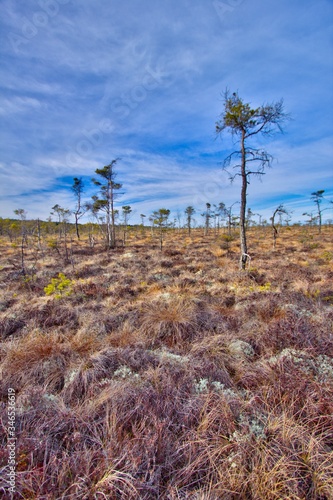 A panorama over the marshes at Store Mosse National Park in Sweden