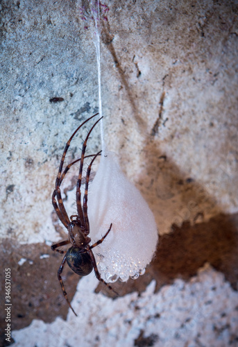 spider with huge egg in Bruzella district of Mendrisio Ticino photo