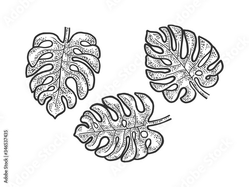 Monstera plant leaves set sketch engraving vector illustration. T-shirt apparel print design. Scratch board imitation. Black and white hand drawn image.