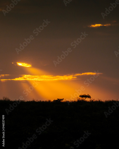 God rays of sunlight shine down on a lone acacia tree in the distance.