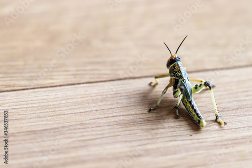 Locust