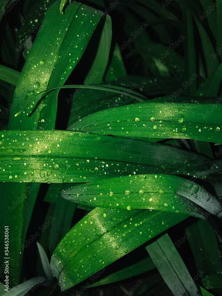 Fresh clean green leaves after rain. Raindrops, wet greens. Selective focus, film and grain photo. Mobile photography