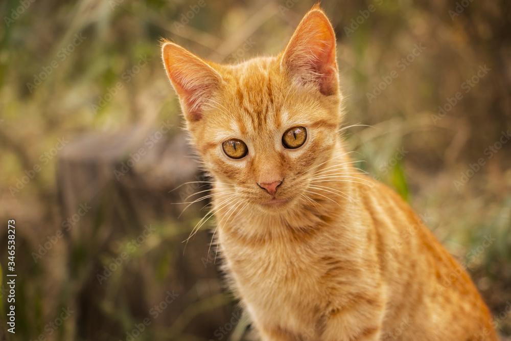 Gatita atigrada naranja con mirada tierna y atenta con fondo de vegetación desenfocada