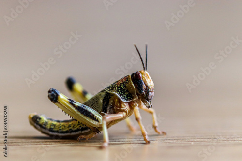 Locust