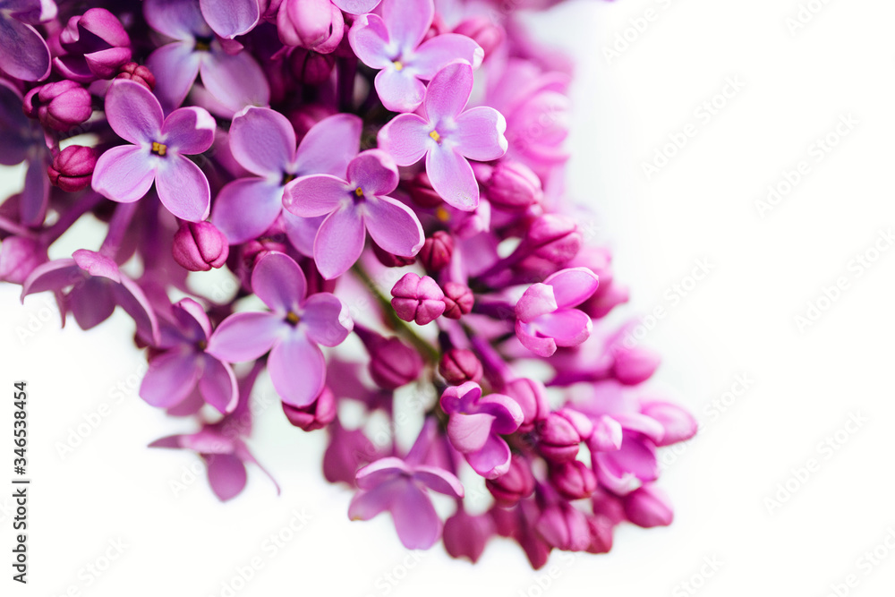 Spring flowering lilac. Macro shot of lilac flowers. Spring flowering lilac. Macro shot of lilac flowers.