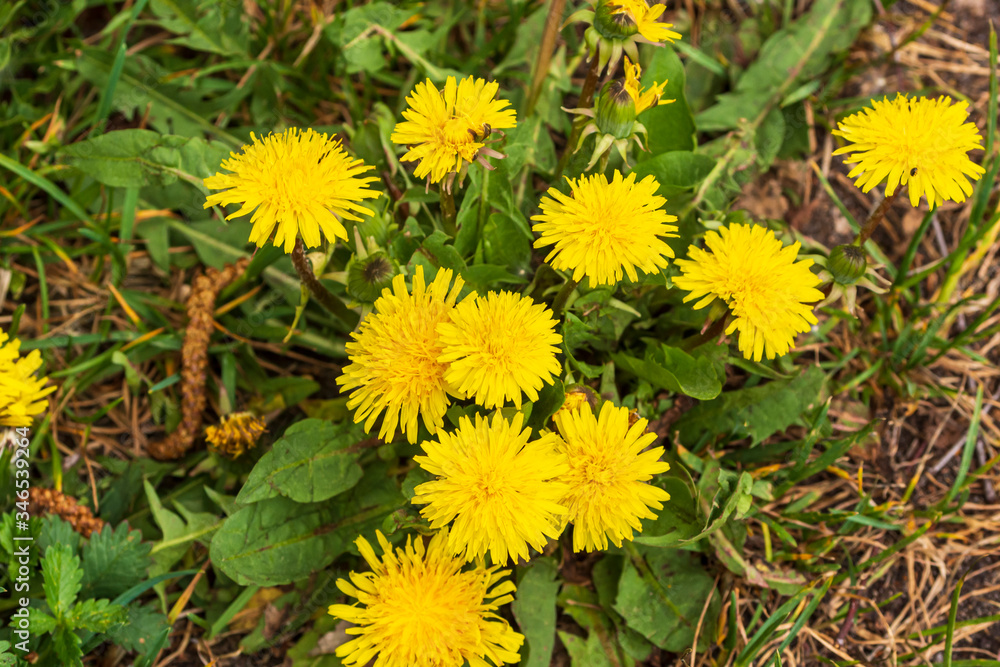 Löwenzahnblüten auf einer Wiese Löwenzahnblüten auf einer Wiese