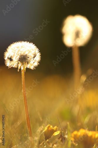 two dandelions in the evening light