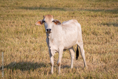 Fototapeta Naklejka Na Ścianę i Meble -  Image of white cow on nature background. Animal farm.