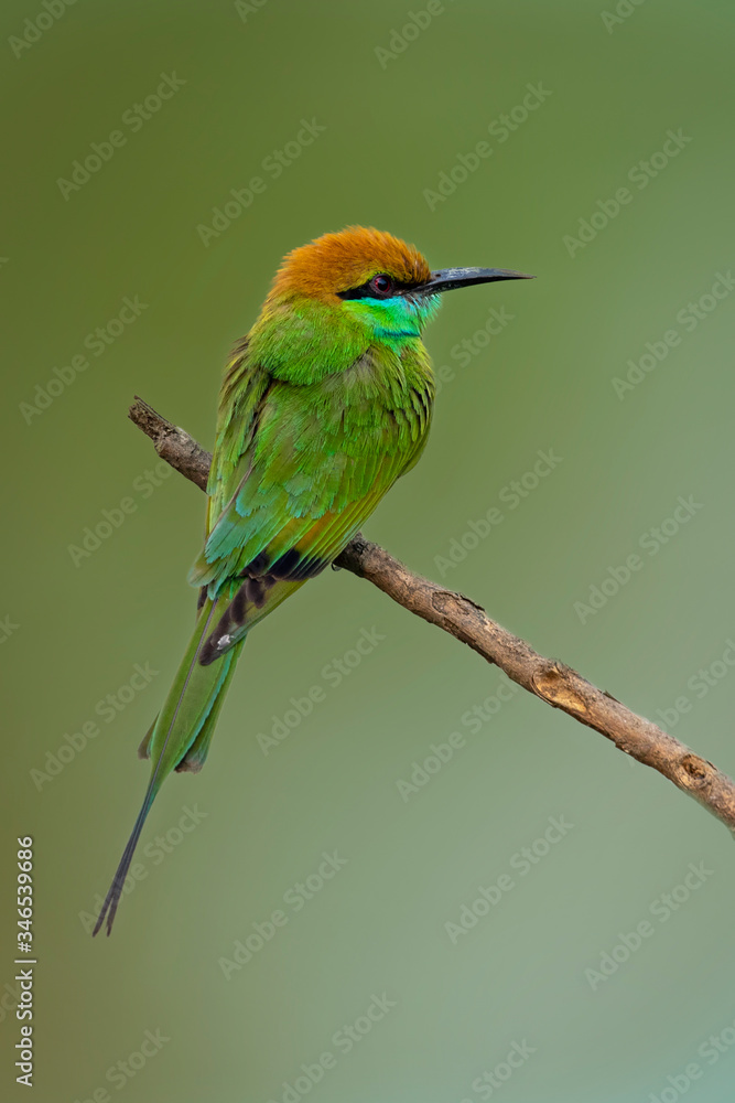 Fototapeta premium Image of Green Bee-eater bird(Merops orientalis) on a tree branch on nature background. Bird. Animals.