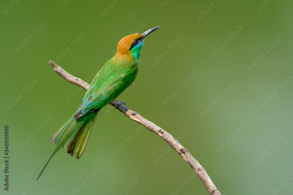 Image of Green Bee-eater bird(Merops orientalis) on a tree branch on nature background. Bird. Animals. Image of Green Bee-eater bird(Merops orientalis) on a tree branch on nature background. Bird. Animals.