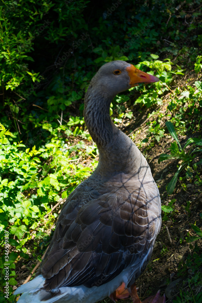 Big beautiful goose and little goslings on the farm. Big beautiful goose and little goslings on the farm.