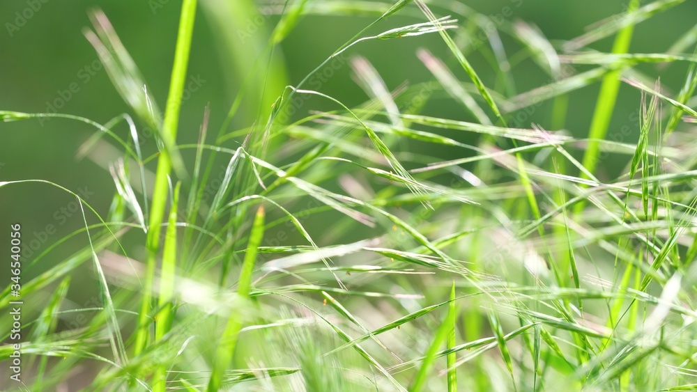 Abstract soft background of young grass close-up. Soft focus. Green composition. Abstract soft background of young grass close-up. Soft focus. Green composition.