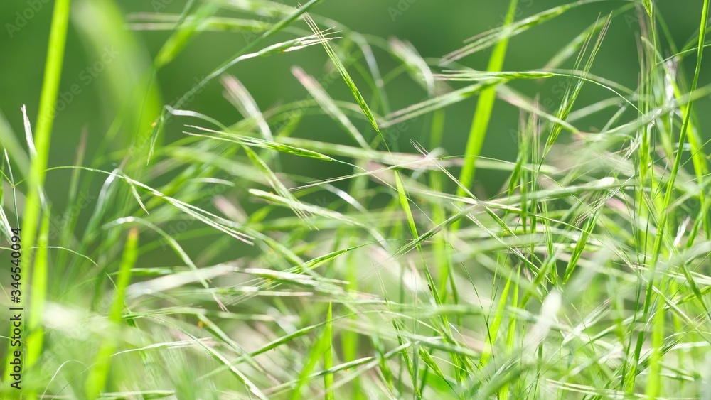 Abstract soft background of young grass close-up. Soft focus. Green composition. Abstract soft background of young grass close-up. Soft focus. Green composition.
