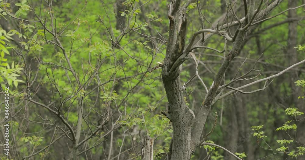 Summer forest with bird on the tree, original audio included Summer forest with bird on the tree, original audio included