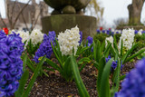 Flowers in a garden with the central one in focus while others are blurred