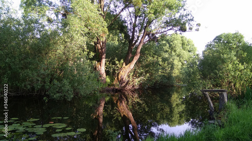 Reflection of an old tree in the water.  Nature  quiet place  bushes  mirror.    