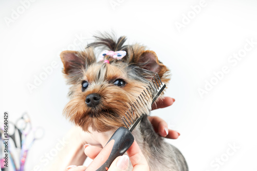 groomer makes a stylish haircut for a small dog in the salon