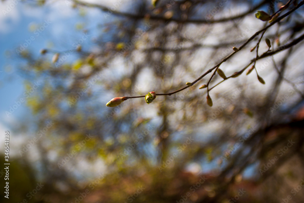 tree, spring, nature, branch, sky, flower, blue, blossom, white, plant, winter, leaf, snow, cherry, season, leaves, flowers, branches, blossoms, natural, light, forest, day, green, autumn tree, spring, nature, branch, sky, flower, blue, blossom, white, plant, winter, leaf, snow, cherry, season, leaves, flowers, branches, blossoms, natural, light, forest, day, green, autumn