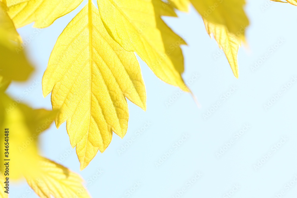 yellow maple leaves on blue sky background yellow maple leaves on blue sky background