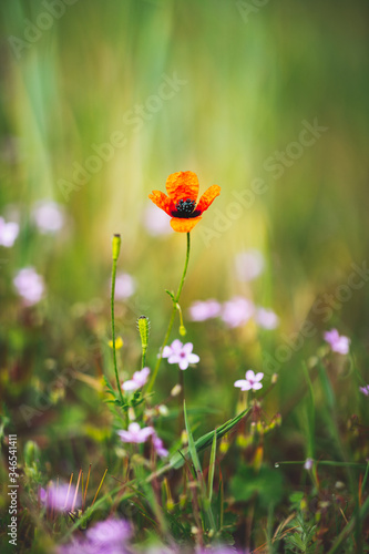 Springtime Flowers & Blossoms - Field Poppy