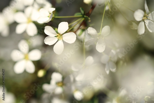 white flowers in the garden