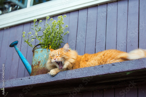 Lazy red cat lies on a bench near the cottage and yawns.