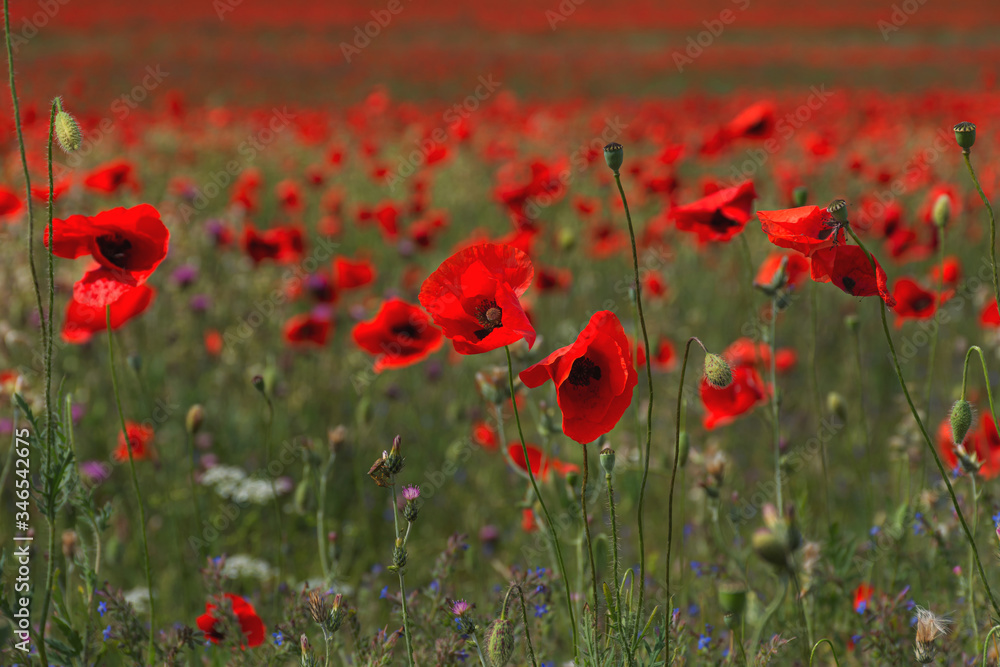Obraz premium Blooming poppy field in the Crimea close-up. Beautiful natural spring background. Poppy flowers in selective soft focus. Red wildflowers