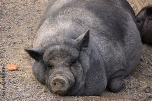 A fat black pig lies and sleeps, carrots have not finished.