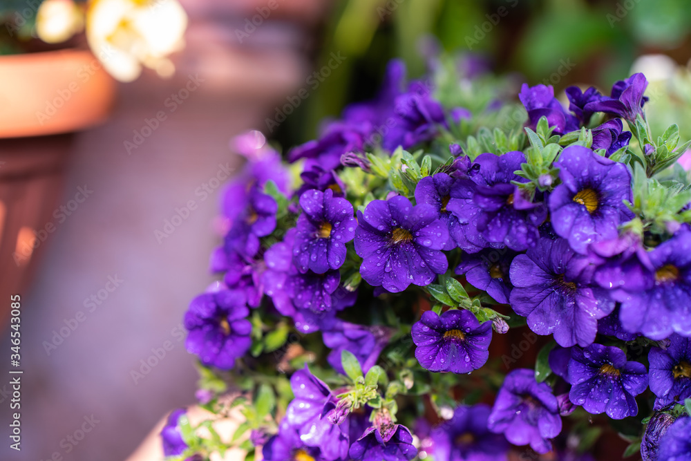Fototapeta premium Fiorellini viola nel giardino di casa