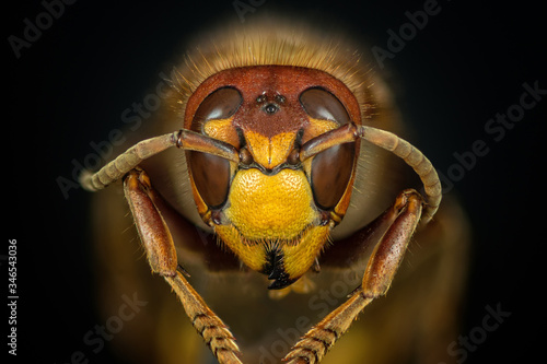 very close super macro view of an european hornet(vespa crabro) face on black background