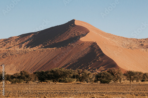 Mountainous sand-dunes and camelthorn acacia trees in the Namib desert