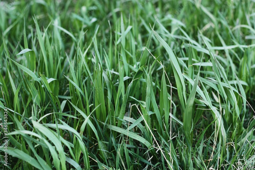 Green grass by the water in the forest Green grass by the water in the forest
