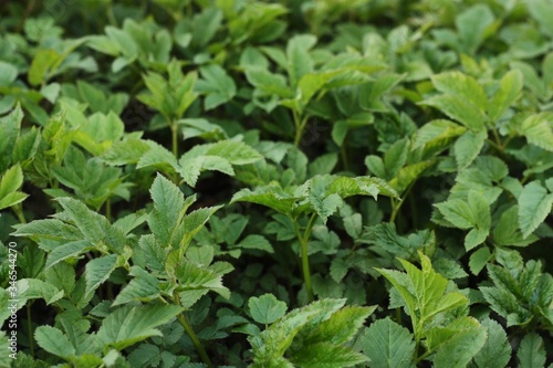 Wallpaper Mural Beautiful green Bush in a summer Park Torontodigital.ca