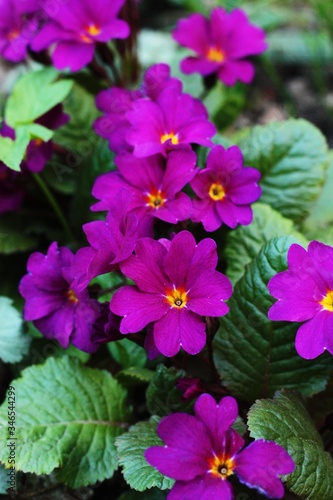 Beautiful purple flowers in the garden macro