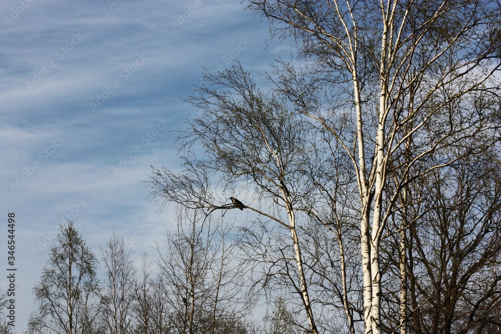 A crow sits on a tree branch in the forest A crow sits on a tree branch in the forest