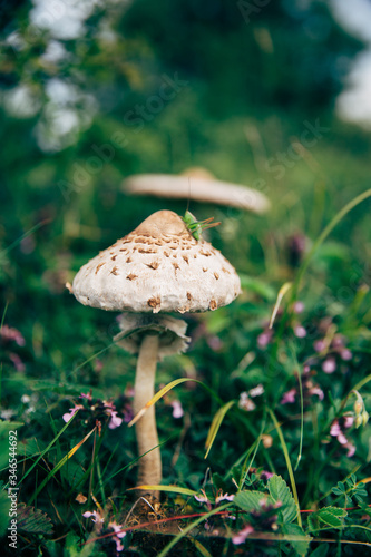 Beautiful edible parasol mushrooms in nature. © belyaaa
