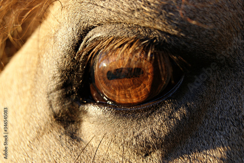 Canvas Print Close up detail of the eye of a bay criollo horse