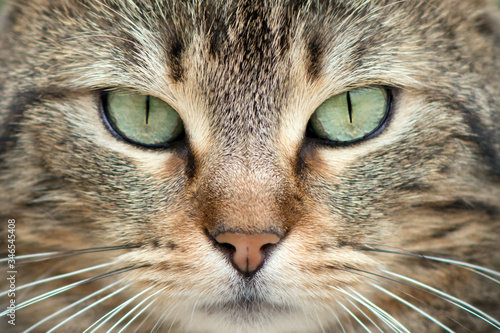 very close view of a cute young european cat's face © ThomasLENNE