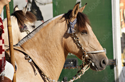 Canvas Print Face portrait of a beautiful buckskin criollo horse