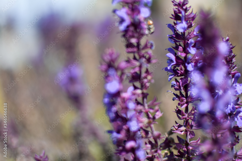 Naklejka premium Flor de lavanda
