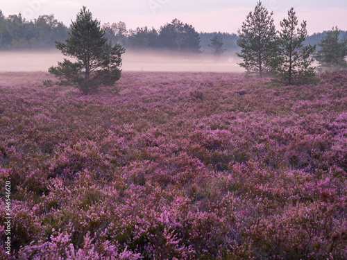 Early foggy morning on the heathland. Amazing violet color of heather flower. Selective focus.