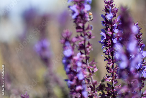 Flor de lavanda