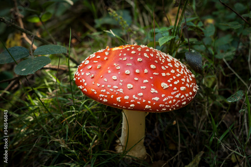 red mushrom and white spotted amanita muscaria, also known as fly agaric