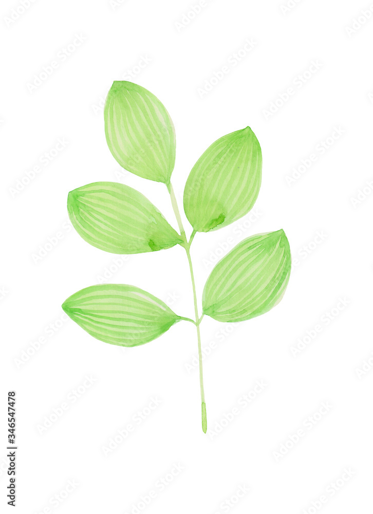 Exotic plant leaf isolated on white background. Modern minimalistic art poster. Tropical hand drawn watercolor illustration Exotic plant leaf isolated on white background. Modern minimalistic art poster. Tropical hand drawn watercolor illustration