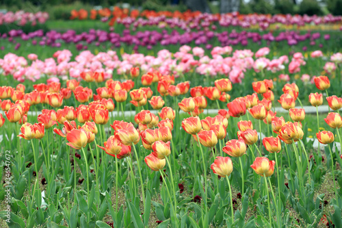 Colorful ornamental tulips. Tulips pattern  floral background.