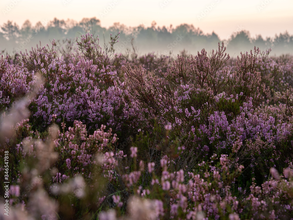 Early foggy morning on the heathland. Amazing violet color of heather flower. Selective focus. Early foggy morning on the heathland. Amazing violet color of heather flower. Selective focus.