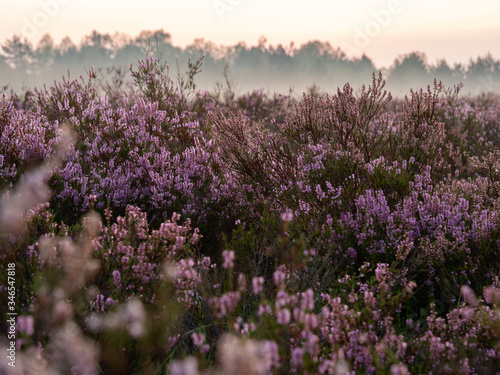 Early foggy morning on the heathland. Amazing violet color of heather flower. Selective focus.