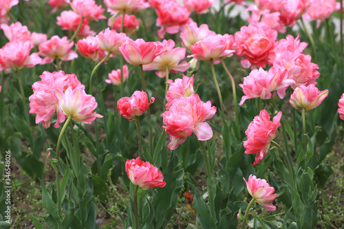 Colorful ornamental tulips.