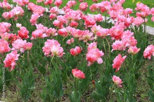Fototapeta Naklejka Na Ścianę i Meble -  Colorful ornamental tulips.